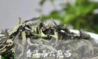 普洱茶云苑茶/2023042965007