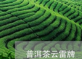 普洱茶云雷牌/2023042565553