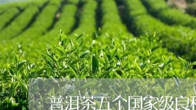 普洱茶五个国家级良种/2023092881696