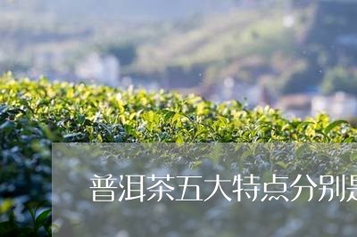 普洱茶五大特点分别是什么茶/2023052899704