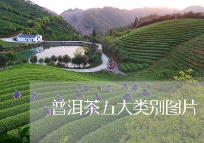 普洱茶五大类别图片/2023071125150