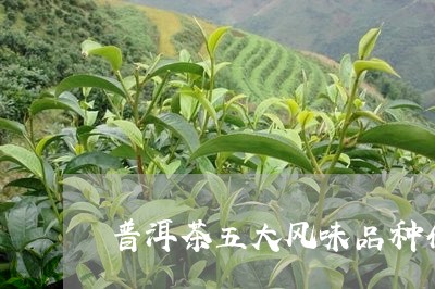 普洱茶五大风味品种介绍/2023120776170