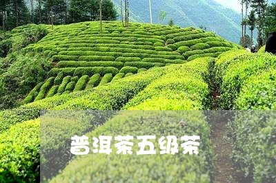 普洱茶五级茶/2023042868256