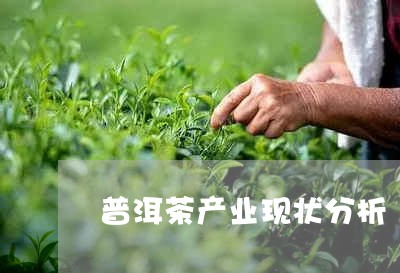 普洱茶产业现状分析/2023042987167