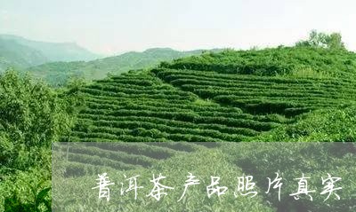 普洱茶产品照片真实/2023071028615