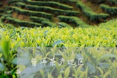 普洱茶产地区/2023042648627