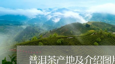 普洱茶产地及介绍图片及名称/2023052890526