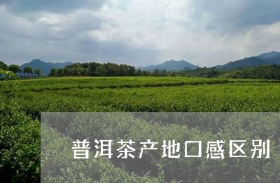 普洱茶产地口感区别/2023120578160