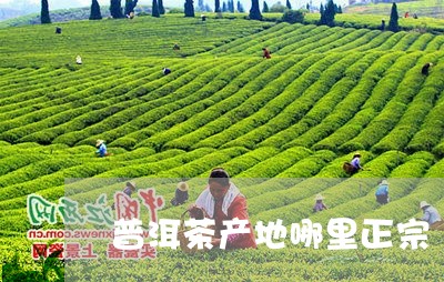 普洱茶产地哪里正宗/2023082955847