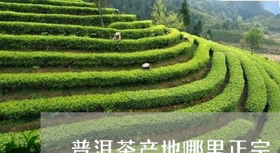 普洱茶产地哪里正宗/2023121680471