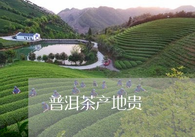 普洱茶产地贵/2023042891410