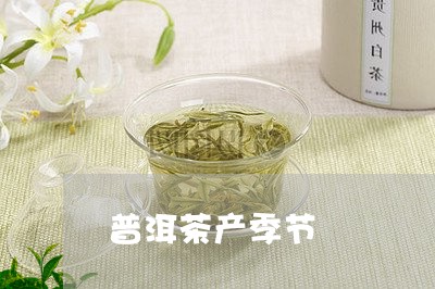 普洱茶产季节/2023042663103