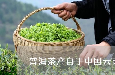 普洱茶产自于中国云南/2023080143917