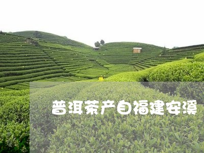 普洱茶产自福建安溪/2023120533716