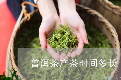 普洱茶产茶时间多长/2023120523717