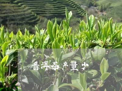 普洱茶产量少/2023042644015