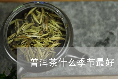 普洱茶什么季节最好/2023071194947