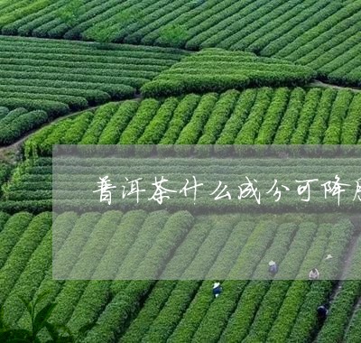 普洱茶什么成分可降脂/2023100505958