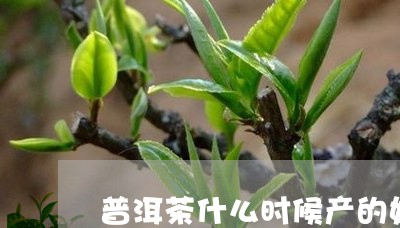 普洱茶什么时候产的好/2023062992703