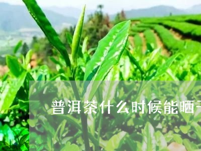 普洱茶什么时候能晒干茶/2023110698361