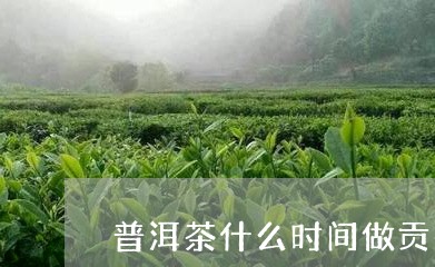 普洱茶什么时间做贡茶/2023062416241