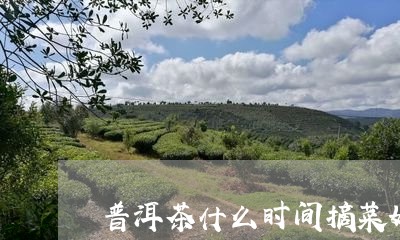 普洱茶什么时间摘菜好一点/2023112504850