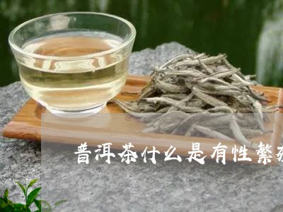 普洱茶什么是有性繁殖/2023100534847