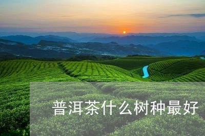 普洱茶什么树种最好/2023070982505