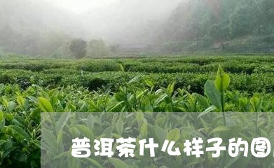 普洱茶什么样子的图片/2023072493614