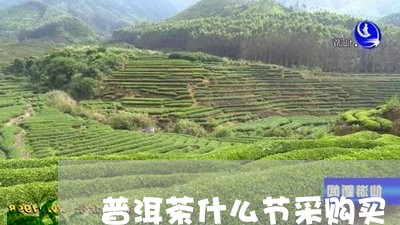 普洱茶什么节采购买/2023070847581