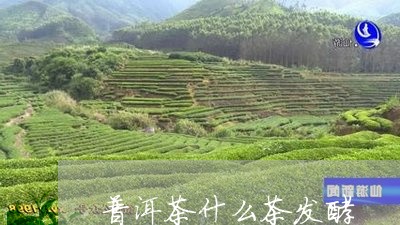 普洱茶什么茶发酵/2023091450494