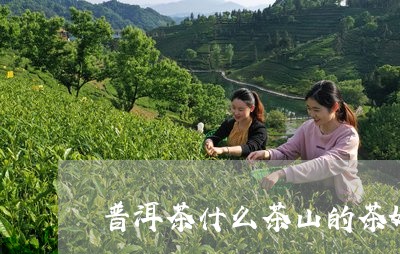 普洱茶什么茶山的茶好/2023080370492