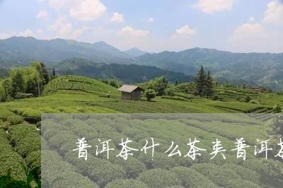 普洱茶什么茶类普洱茶属于哪种茶类/2023060310705