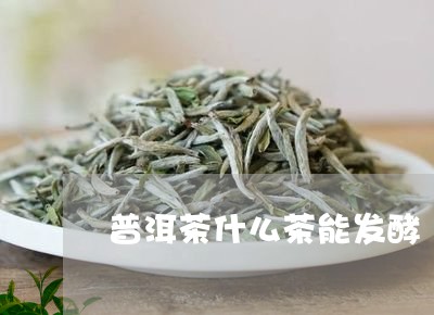 普洱茶什么茶能发酵/2023091526058