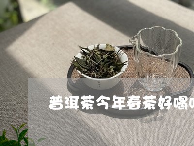 普洱茶今年春茶好喝吗/2023100575240