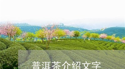 普洱茶介绍文字/2023102601594