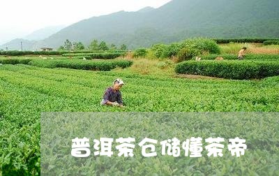 普洱茶仓储懂茶帝/2023120428592