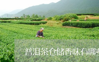 普洱茶仓储香味有哪些/2023120697484