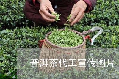 普洱茶代工宣传图片/2023112417241