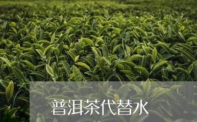 普洱茶代替水/2023042881631