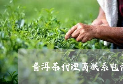 普洱茶代理商联系电话/2023092559693