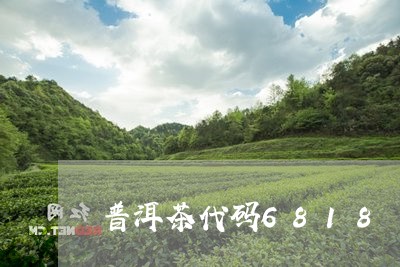 普洱茶代码6818/2023101671604