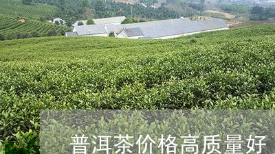 普洱茶价格高质量好/2023120569492