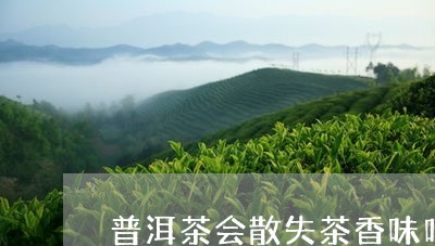 普洱茶会散失茶香味吗/2023080213040