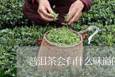 普洱茶会有什么味道的茶/2023082944614