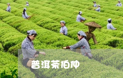 普洱茶伯仲/2023090524847