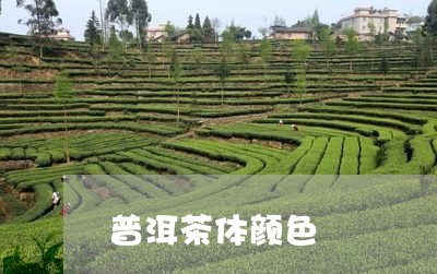 普洱茶体颜色/2023042773993