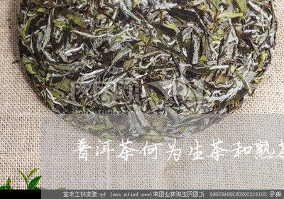 普洱茶何为生茶和熟茶/2023062897038