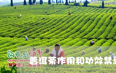 普洱茶作用和功效禁忌/2023080299391