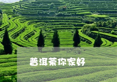 普洱茶你家好/2023042663347